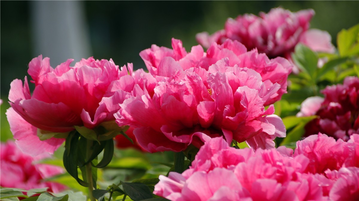 啊~~~啊~~~啊！牡丹~~百花丛中最鲜艳！！！