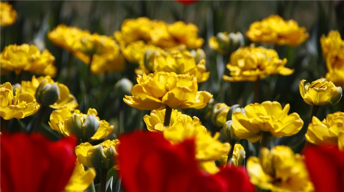 啊~~~啊~~~啊！牡丹~~百花丛中最鲜艳！！！