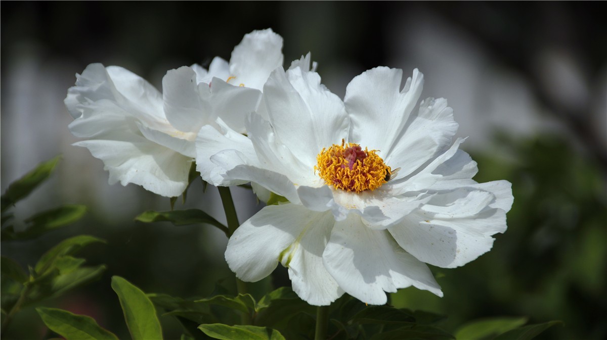 啊~~~啊~~~啊！牡丹~~百花丛中最鲜艳！！！
