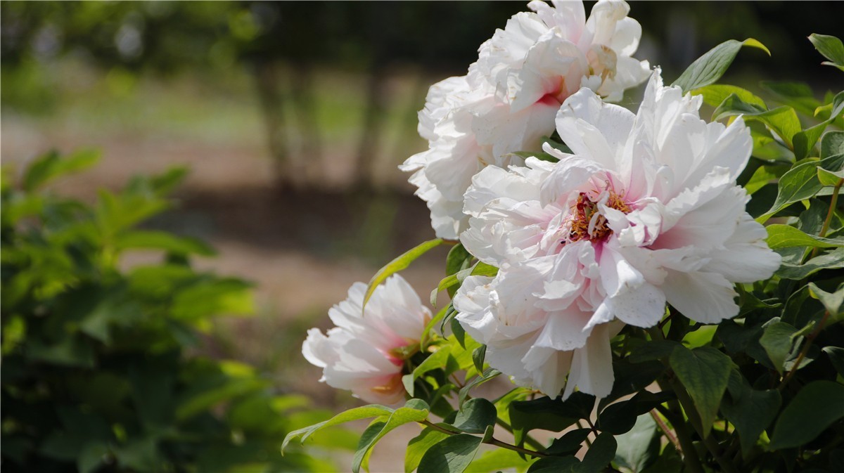 啊~~~啊~~~啊！牡丹~~百花丛中最鲜艳！！！
