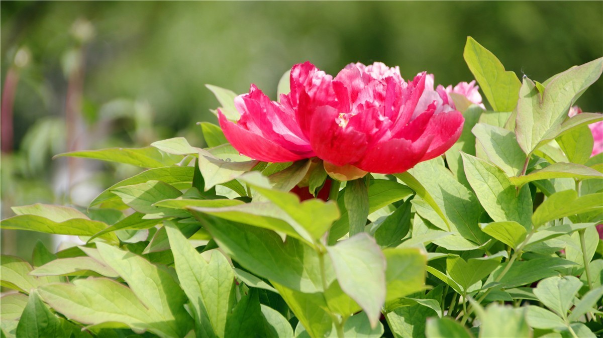 啊~~~啊~~~啊！牡丹~~百花丛中最鲜艳！！！