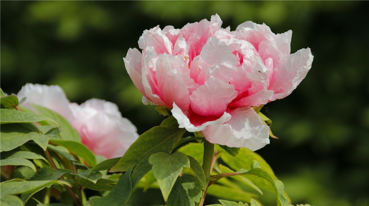 啊~~~啊~~~啊！牡丹~~百花丛中最鲜艳！！！