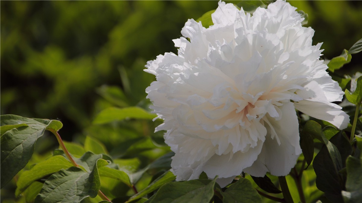 啊~~~啊~~~啊！牡丹~~百花丛中最鲜艳！！！