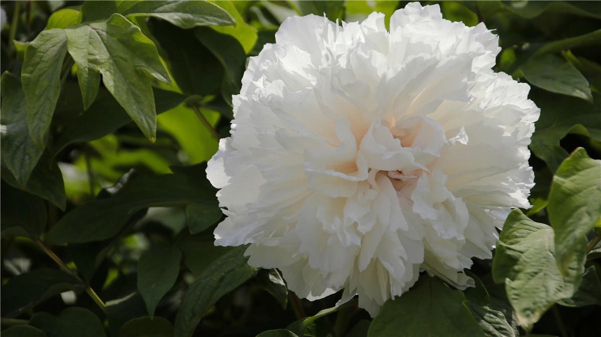 啊~~~啊~~~啊！牡丹~~百花丛中最鲜艳！！！