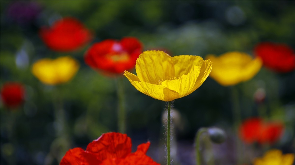 啊~~~啊~~~啊！牡丹~~百花丛中最鲜艳！！！