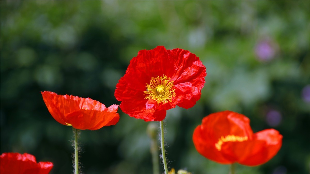 啊~~~啊~~~啊！牡丹~~百花丛中最鲜艳！！！