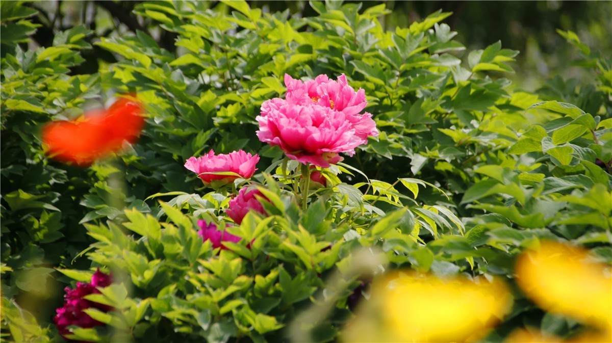 啊~~~啊~~~啊！牡丹~~百花丛中最鲜艳！！！