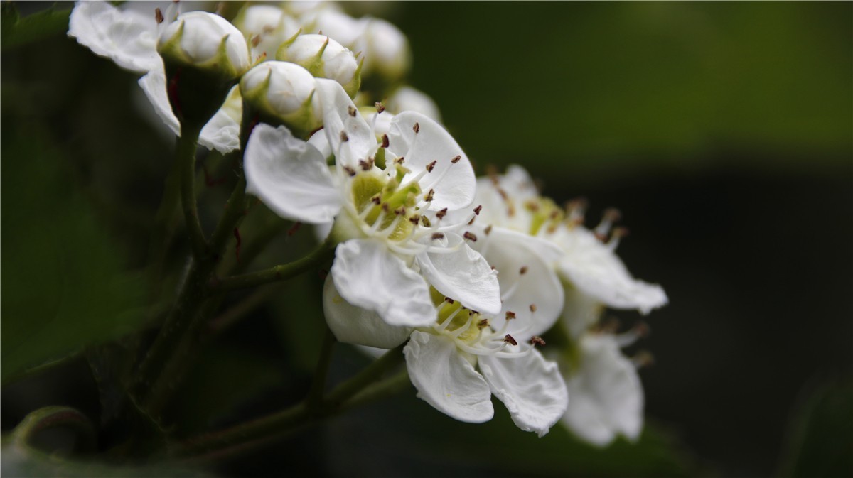 啊~~~啊~~~啊！牡丹~~百花丛中最鲜艳！！！