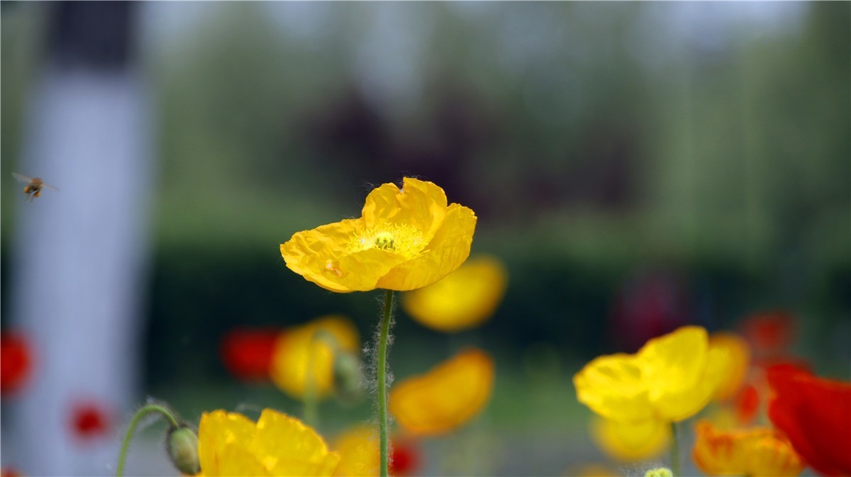 啊~~~啊~~~啊！牡丹~~百花丛中最鲜艳！！！