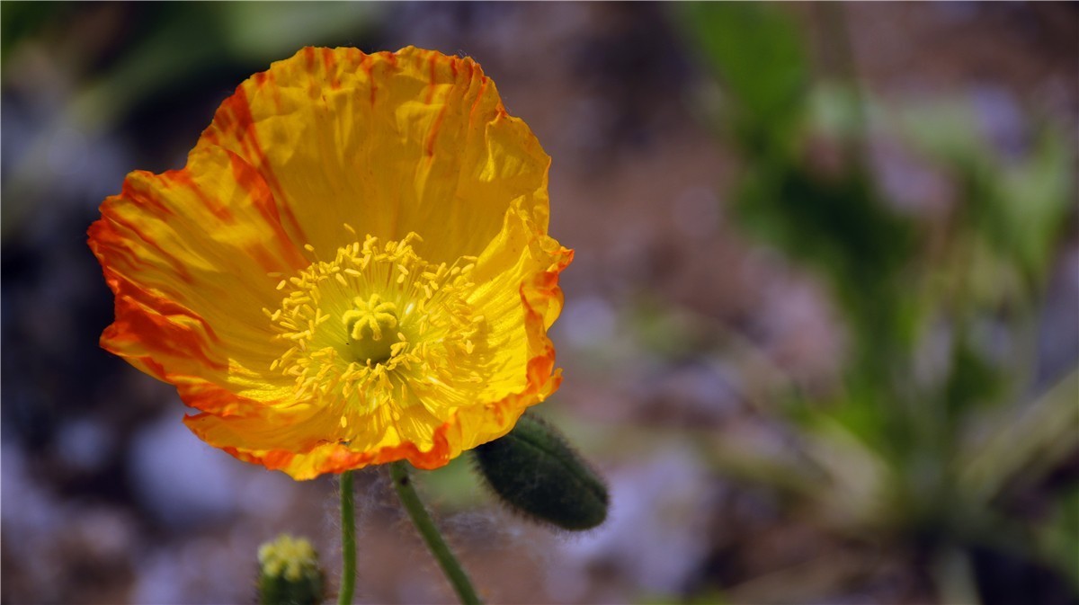 啊~~~啊~~~啊！牡丹~~百花丛中最鲜艳！！！