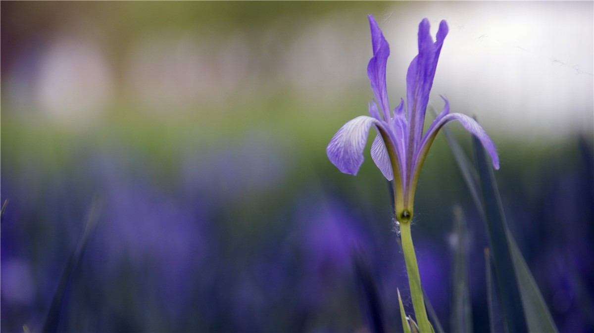 啊~~~啊~~~啊！牡丹~~百花丛中最鲜艳！！！