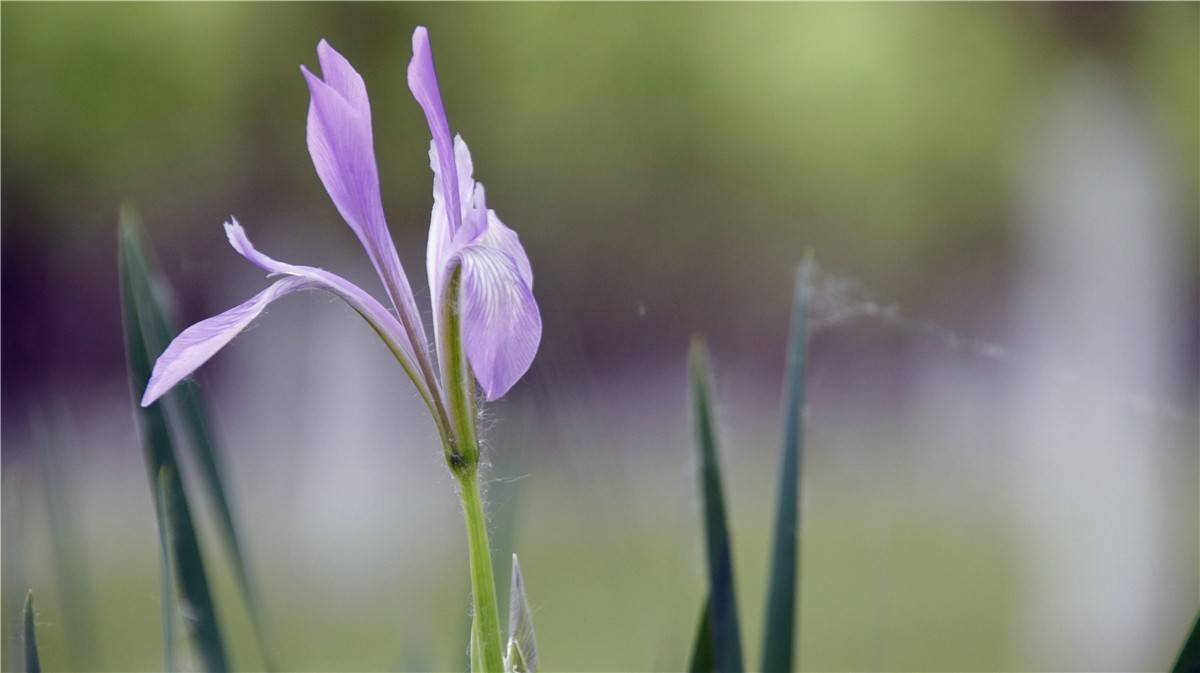 啊~~~啊~~~啊！牡丹~~百花丛中最鲜艳！！！