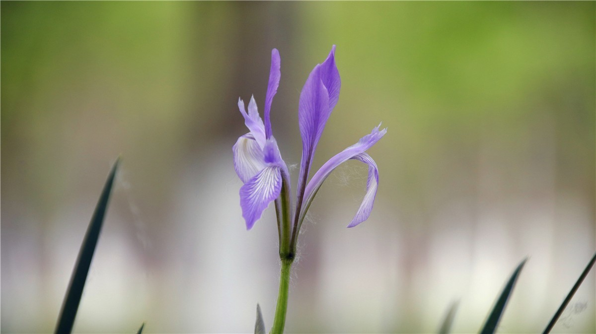 啊~~~啊~~~啊！牡丹~~百花丛中最鲜艳！！！