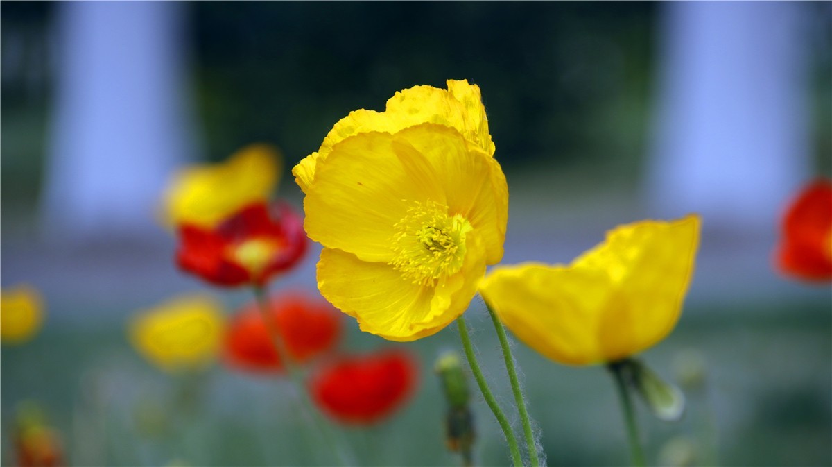 啊~~~啊~~~啊！牡丹~~百花丛中最鲜艳！！！