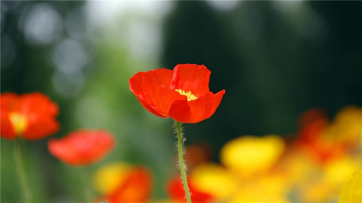 啊~~~啊~~~啊！牡丹~~百花丛中最鲜艳！！！