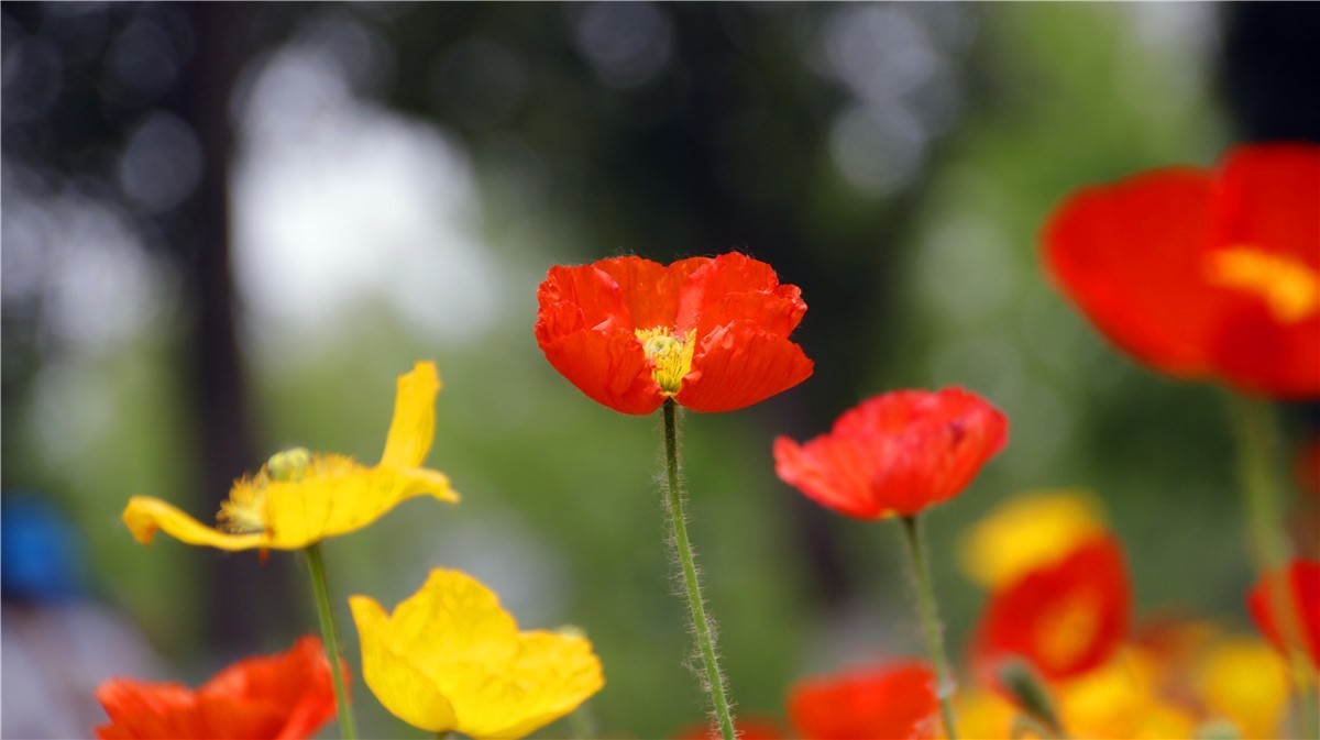啊~~~啊~~~啊！牡丹~~百花丛中最鲜艳！！！