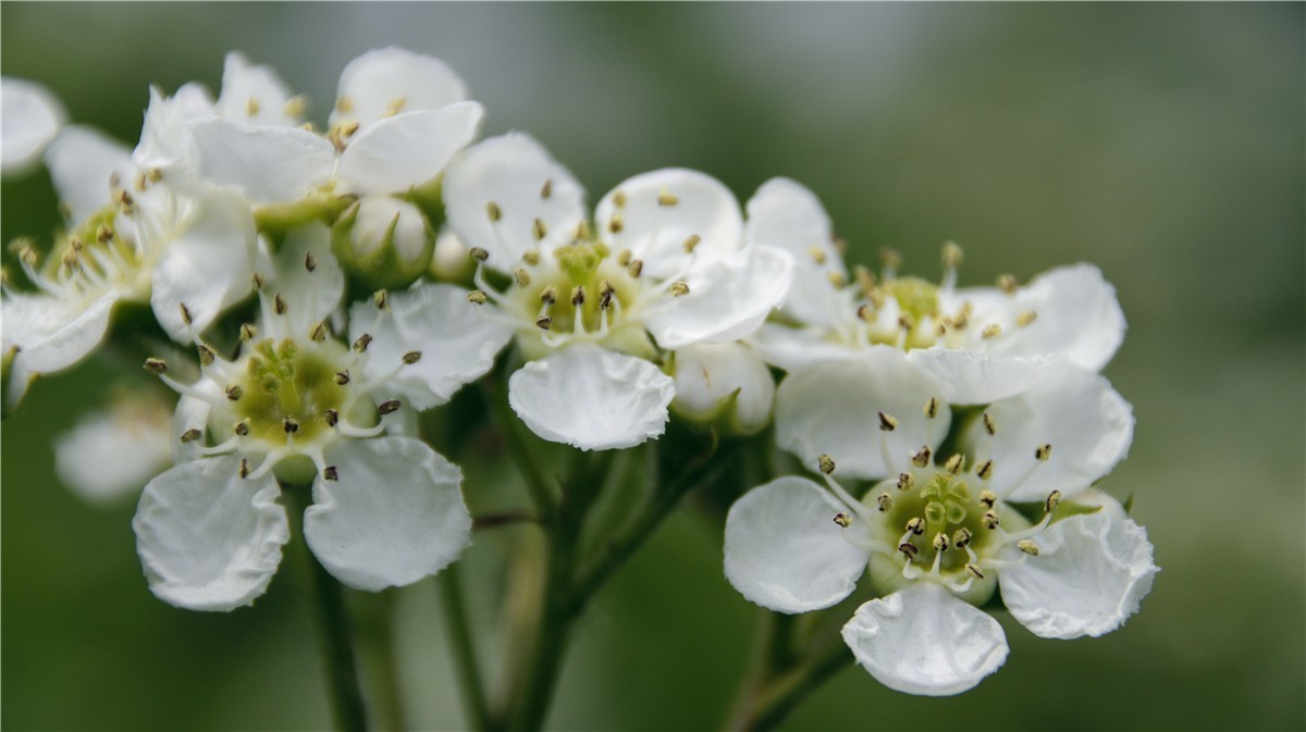啊~~~啊~~~啊！牡丹~~百花丛中最鲜艳！！！
