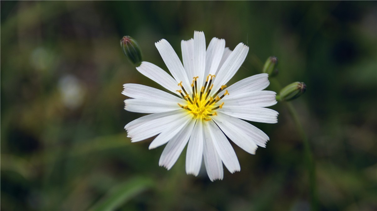 啊~~~啊~~~啊！牡丹~~百花丛中最鲜艳！！！