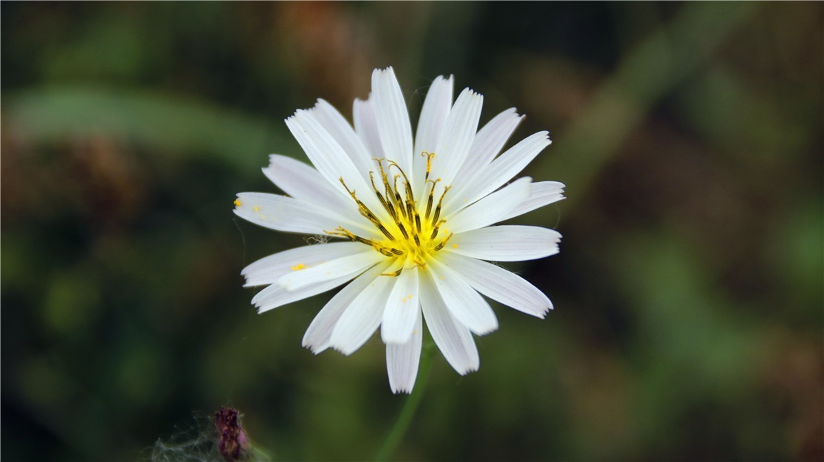 啊~~~啊~~~啊！牡丹~~百花丛中最鲜艳！！！