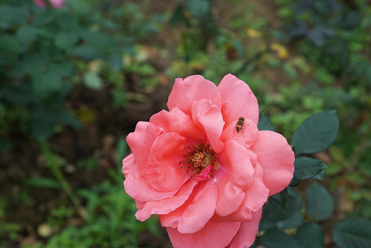 A7+EF24-105STM扫街