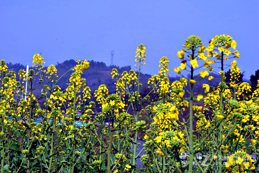 《春暖花开蜜蜂忙》
