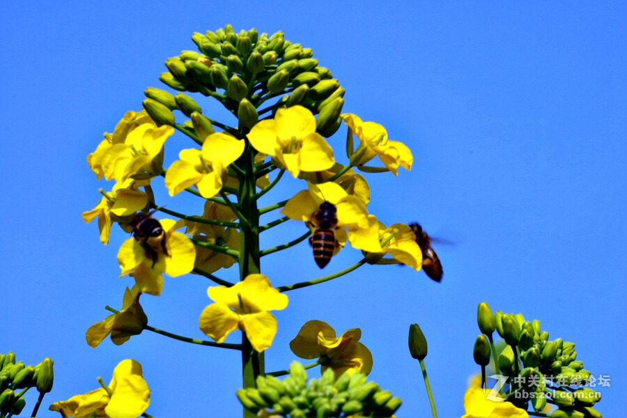 《春暖花开蜜蜂忙》