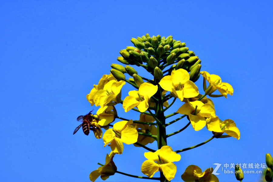 《春暖花开蜜蜂忙》