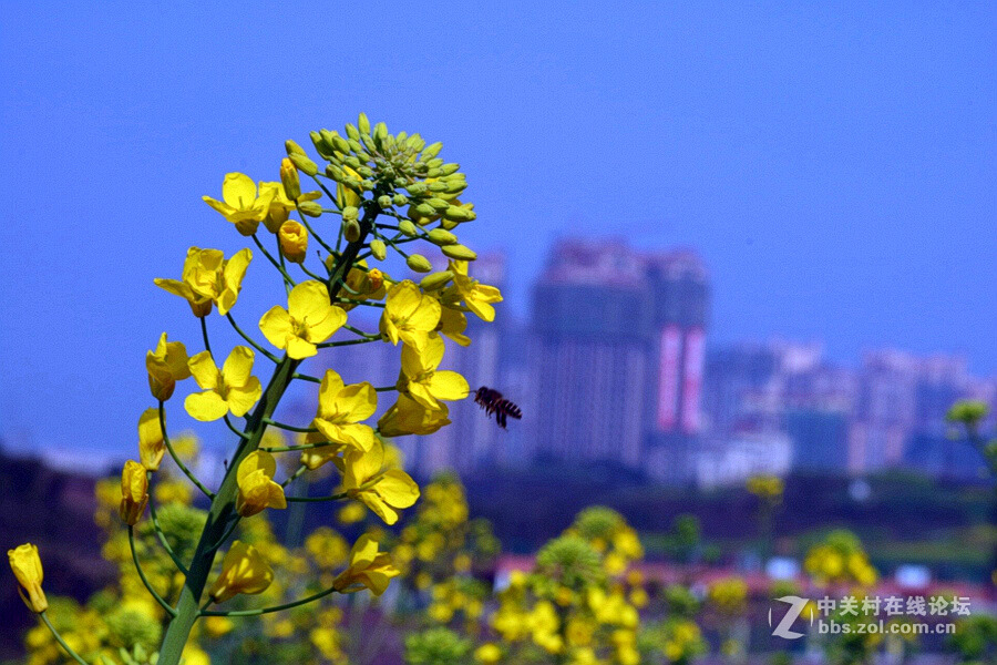 《春暖花开蜜蜂忙》