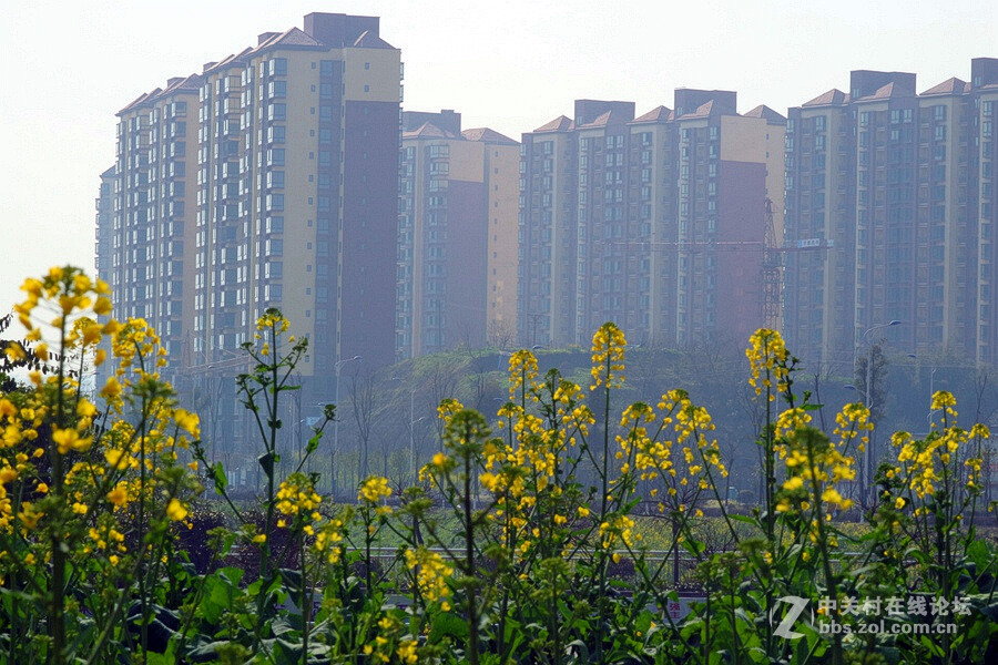 《春暖花开蜜蜂忙》