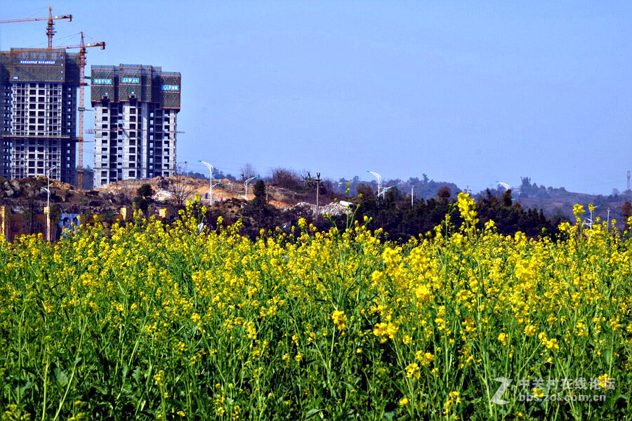 《春暖花开蜜蜂忙》