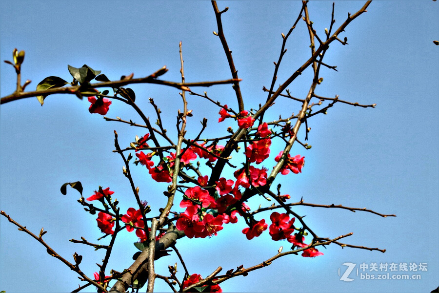 《春暖花开蜜蜂忙》