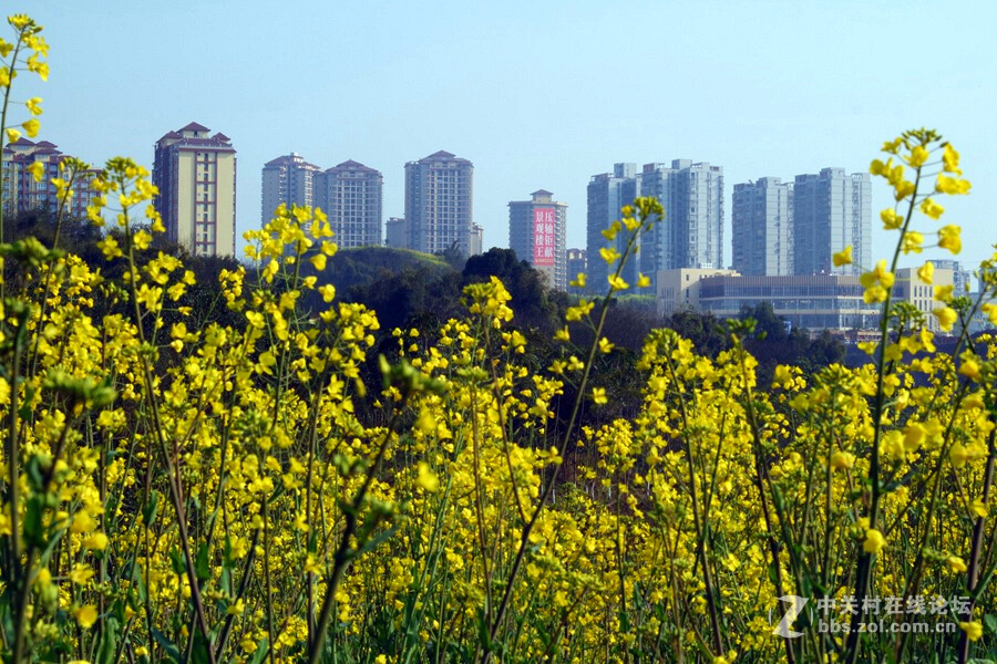 《春暖花开蜜蜂忙》