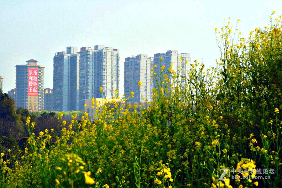 《春暖花开蜜蜂忙》