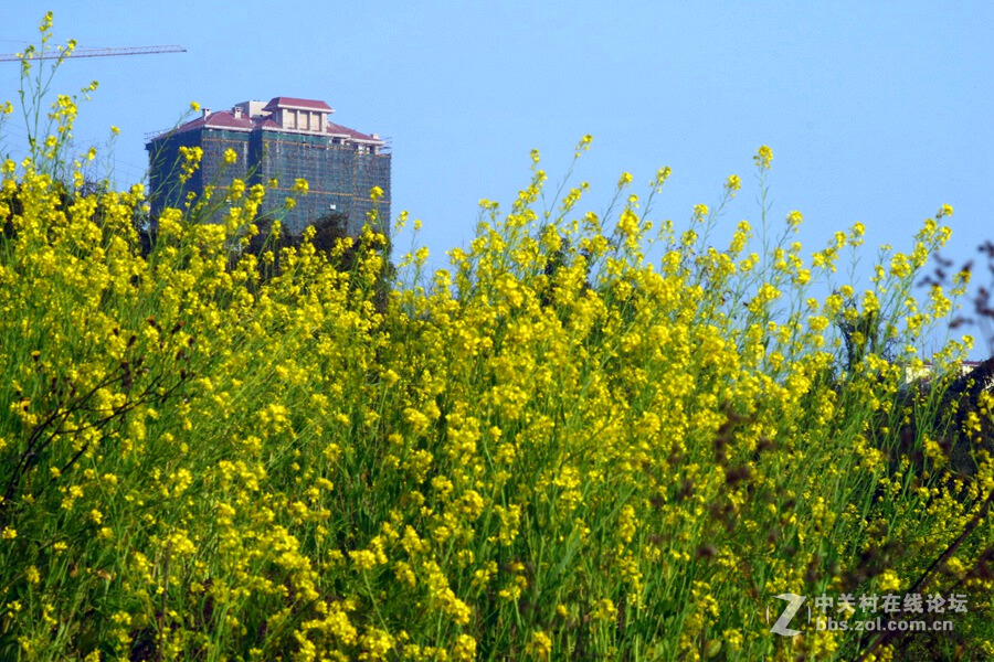 《春暖花开蜜蜂忙》