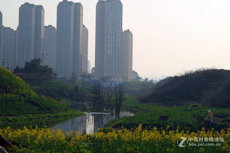 《春暖花开蜜蜂忙》