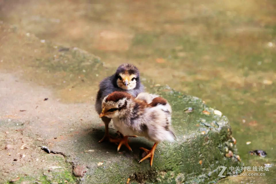 缺少一双发现美的眼睛（新人）