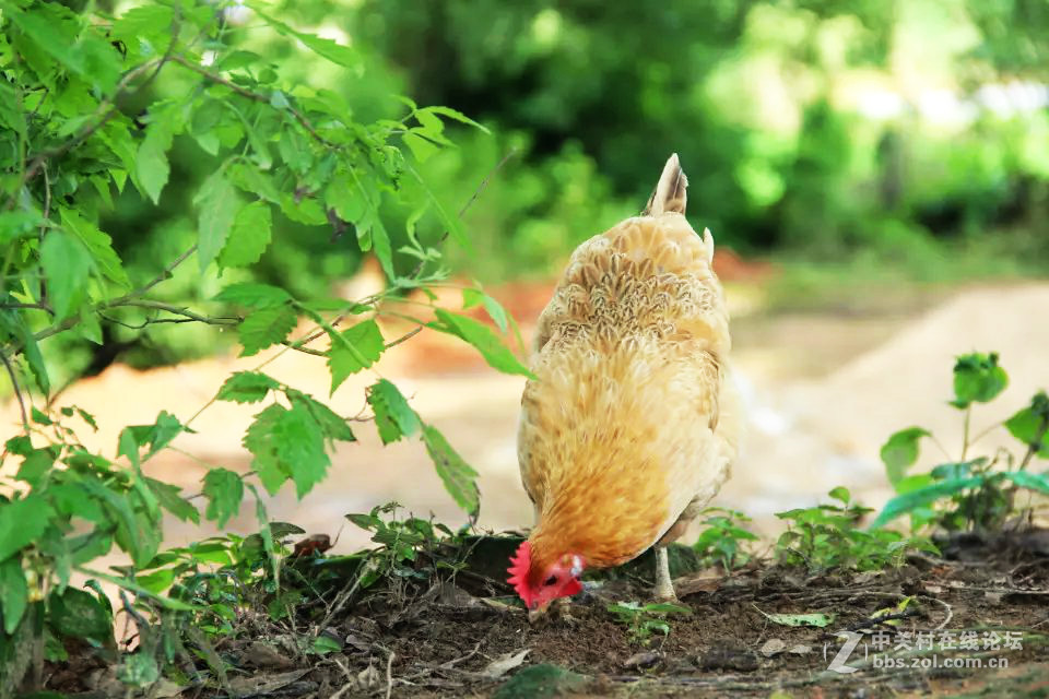 缺少一双发现美的眼睛（新人）