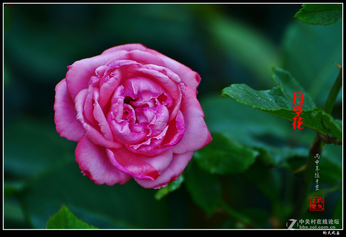 【月季花】2016-7