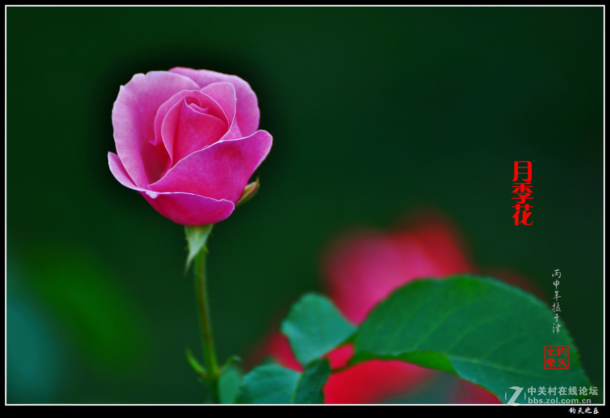 【月季花】2016-7