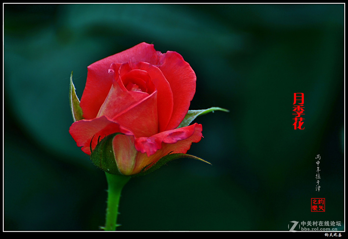 【月季花】2016-7