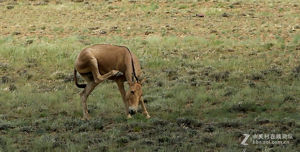 奇台硅化木--国家地质公园及沿途风光