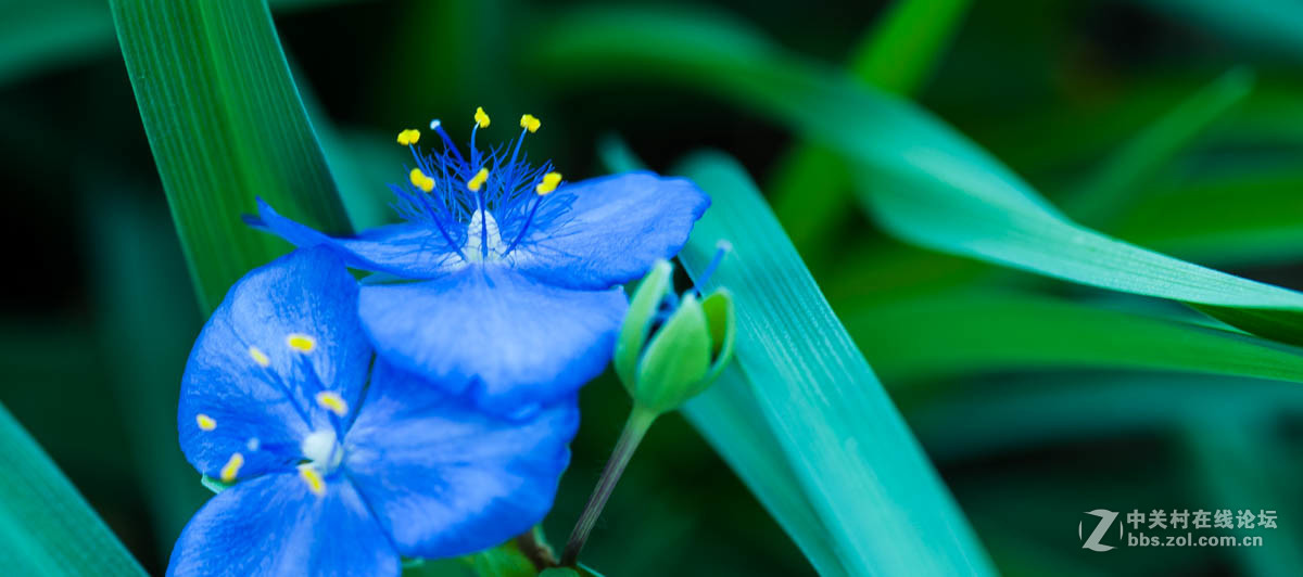 蘭花花