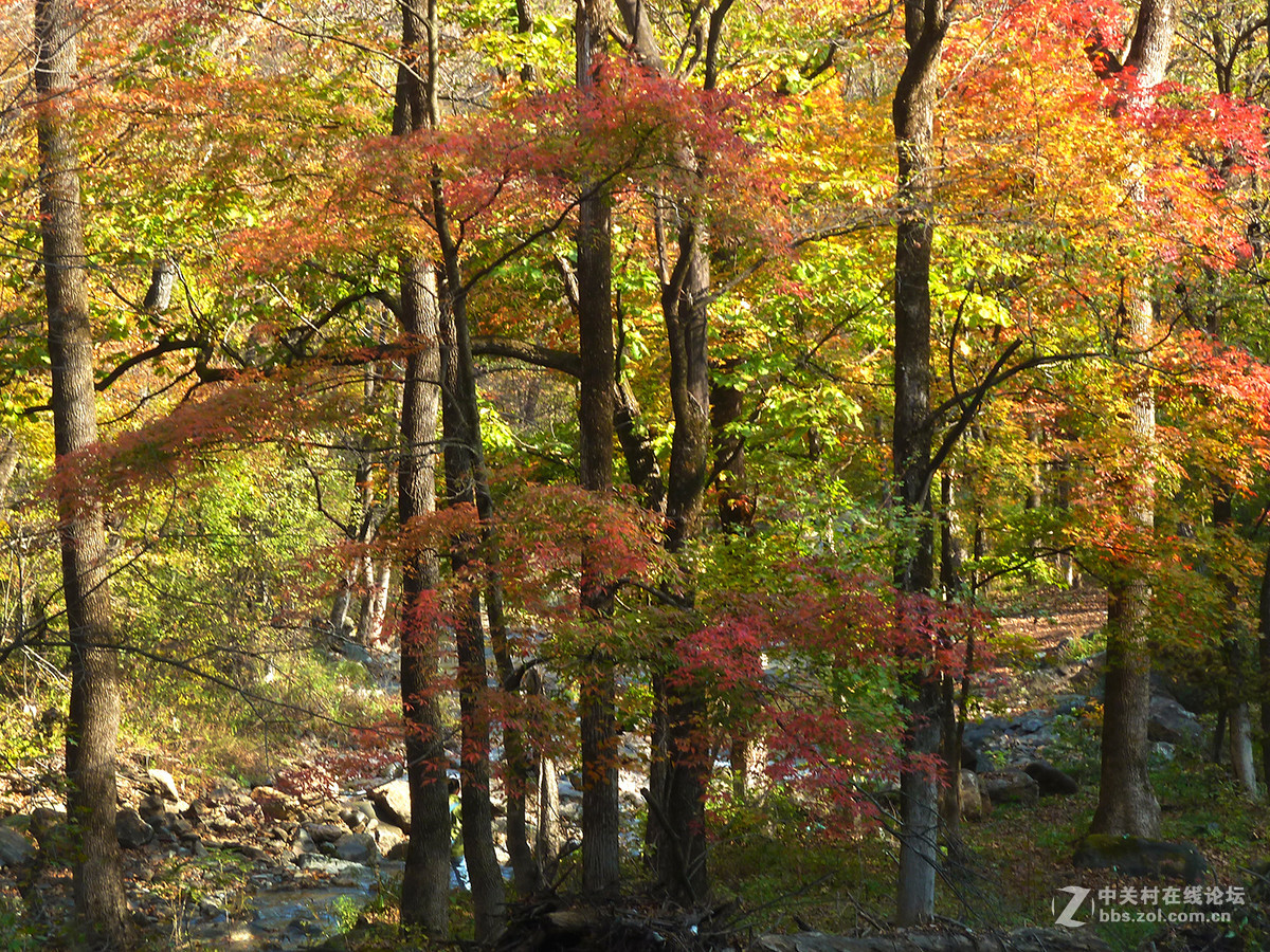 感受东北的秋色（二）
