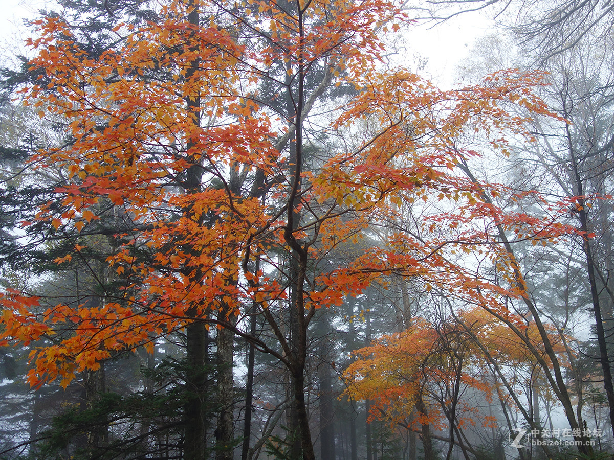 感受东北的秋色（二）