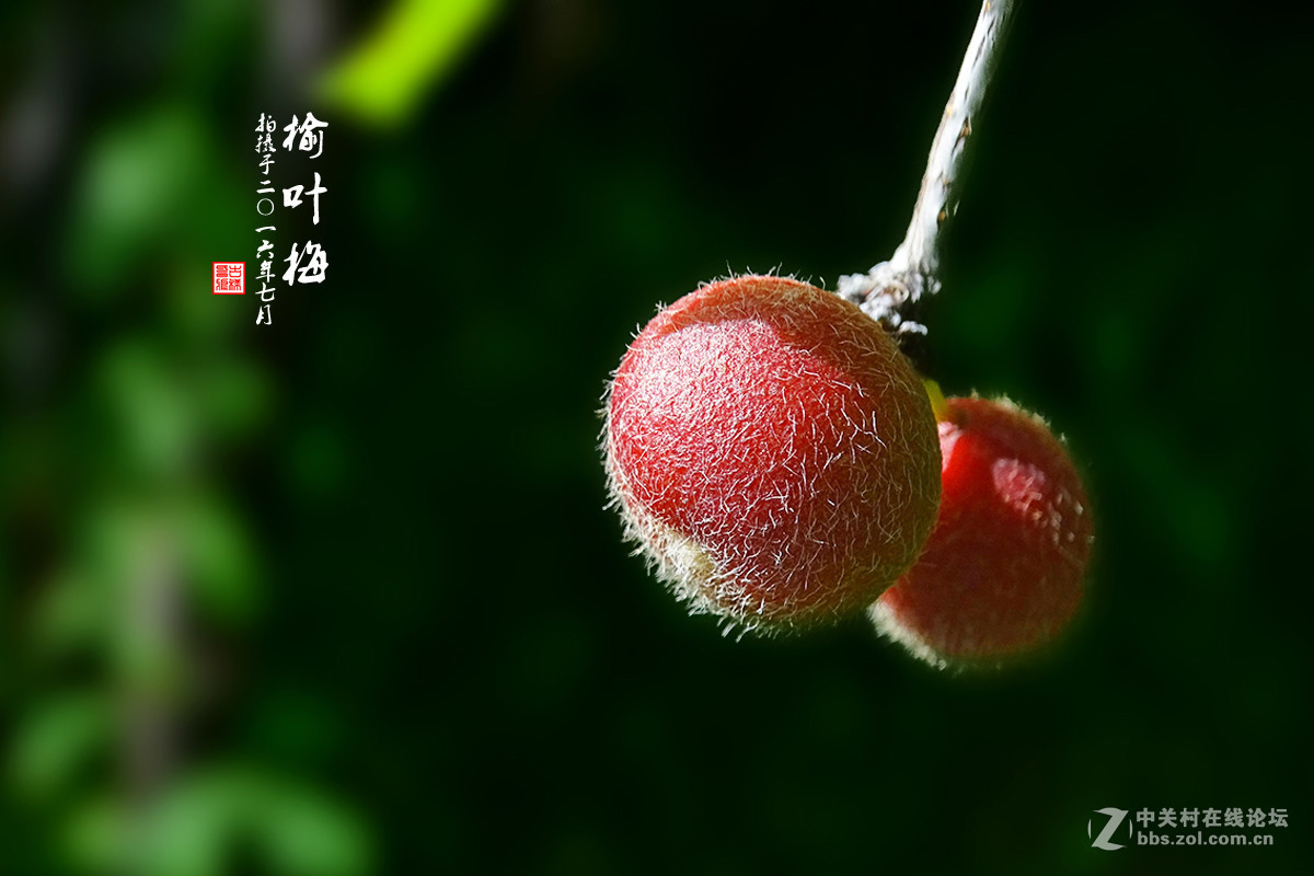 【  七月的 “榆叶梅” 】