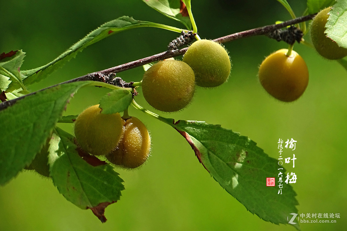 【  七月的 “榆叶梅” 】