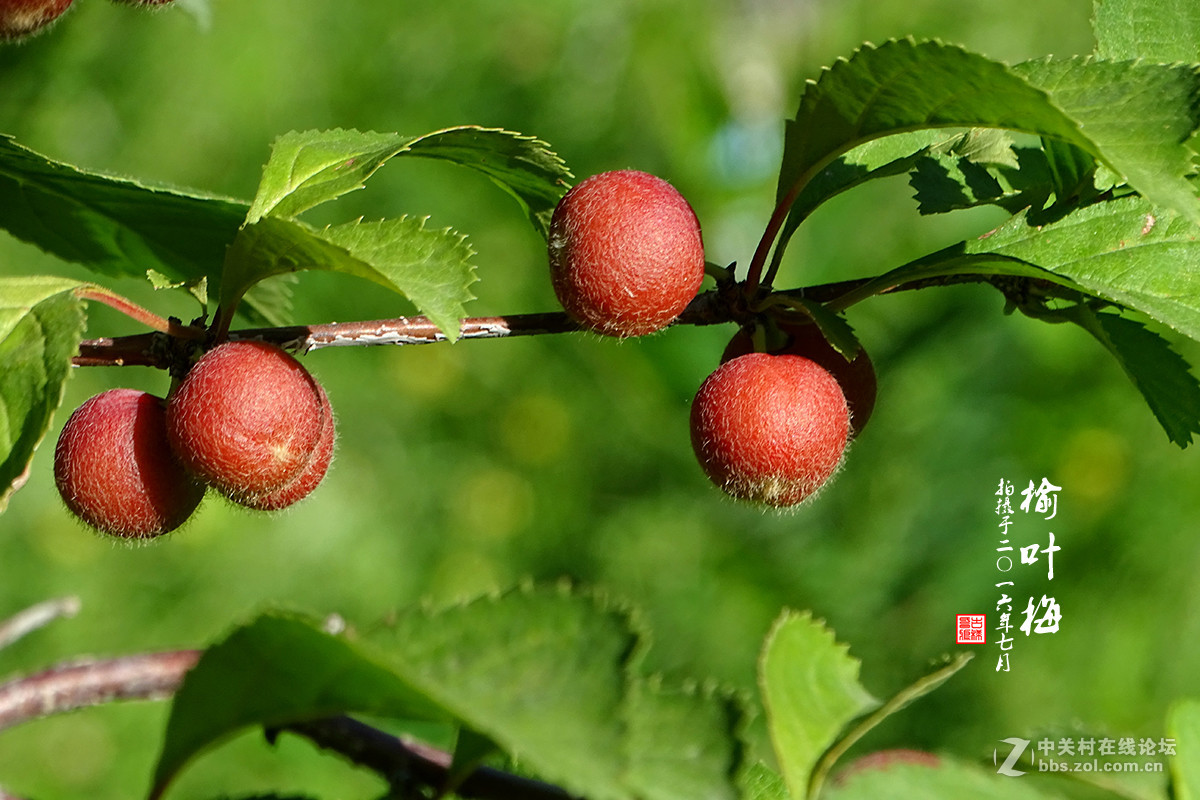 【  七月的 “榆叶梅” 】