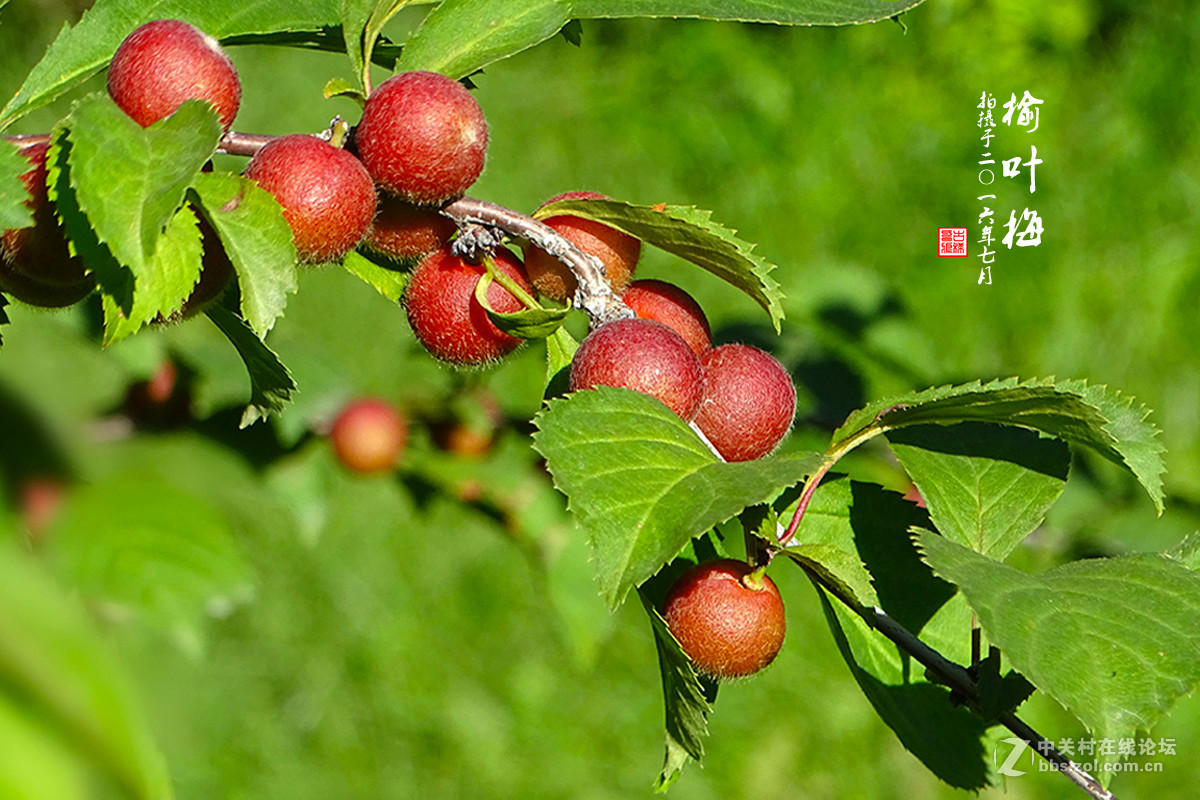 【  七月的 “榆叶梅” 】