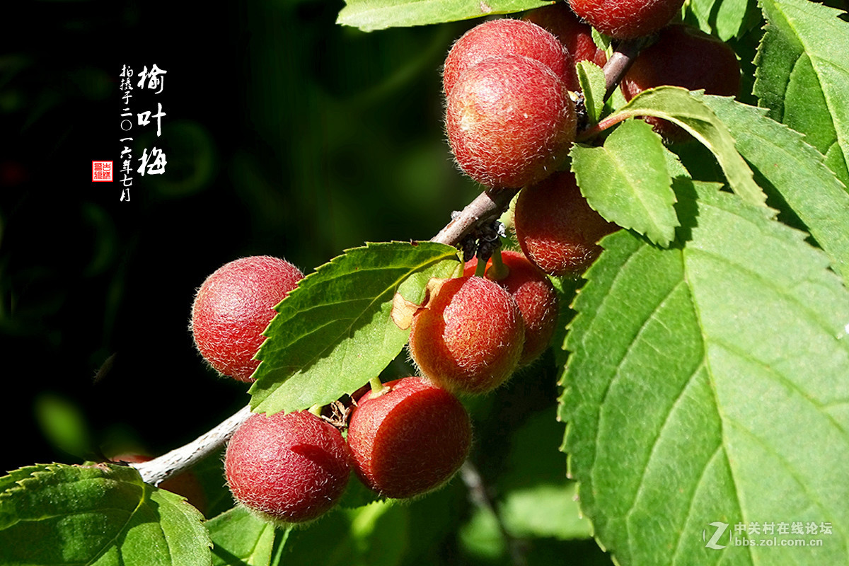 【  七月的 “榆叶梅” 】