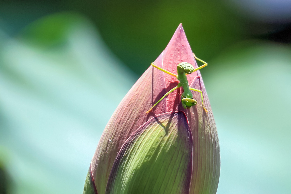 2016荷塘三韵（虫鸟篇）